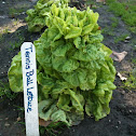 Tennis Ball Lettuce