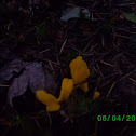 irregual earth tongue