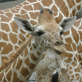by Yasmin Kader - Animals Other Mammals
