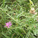 Spotted Knapweed