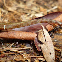 Leech