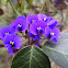 Purple coral pea