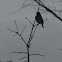 Eastern Bluebird