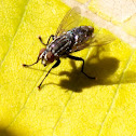 House Fly