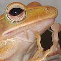 Common Tree Frog