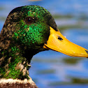 Mallard