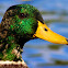 Mallard