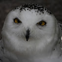 Snowy Owl