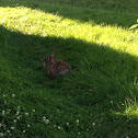 Cottontail rabbit