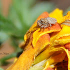 Jumping Spider