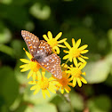 Edith's Checkerspot