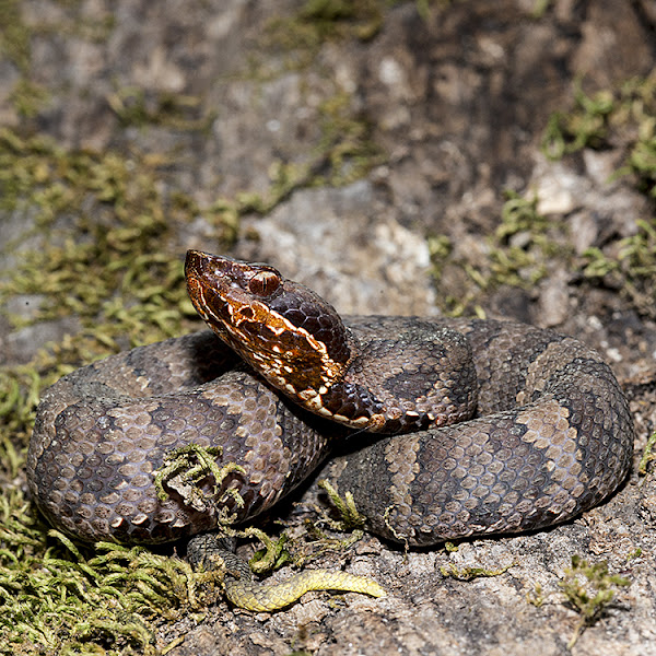 Cottonmouth Water Moccasin Project Noah