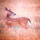 Whitetail Deer