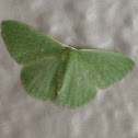 Emerald moth