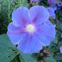 Morning Glory