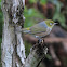 Silvereye or Wax-eye