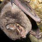 Common Bent-wing Bat