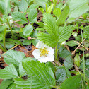 Wild Strawberries