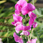 Sweet Pea