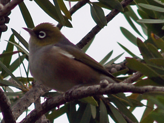 Silvereye
