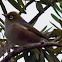 Silvereye