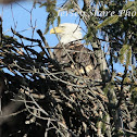 BALD EAGLE
