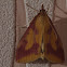 Ostrinia palustralis