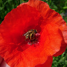 Avispa. Wasp