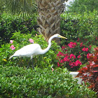 Great Egret