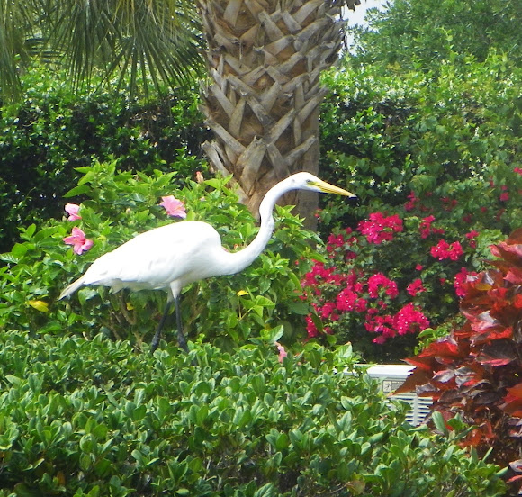 Spotting Image 1