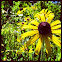 Black Eyed Susan