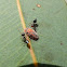 Large scale insect