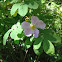 Wild rose