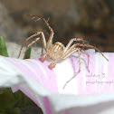 brown lynx spider