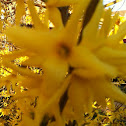 Forsythia