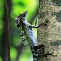 Great Anglehead Lizard