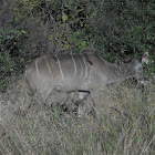 Greater kudu