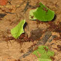 Leafcutter Ants