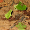 Leafcutter Ants