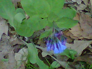 Virginia bluebell