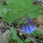 Virginia bluebell