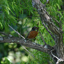 American Robin