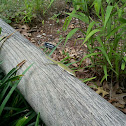 Carolina Green Anole
