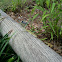 Carolina Green Anole