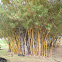 Bamboo