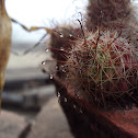 Cactus.