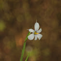 Blue-eyed Grass
