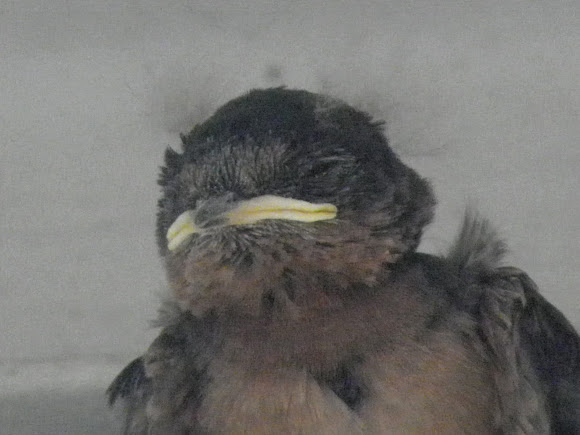 Spotting Image 1