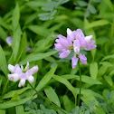 Crown Vetch