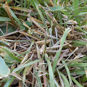 Bigheaded Grasshopper